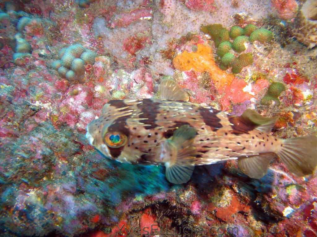 Balloonfish