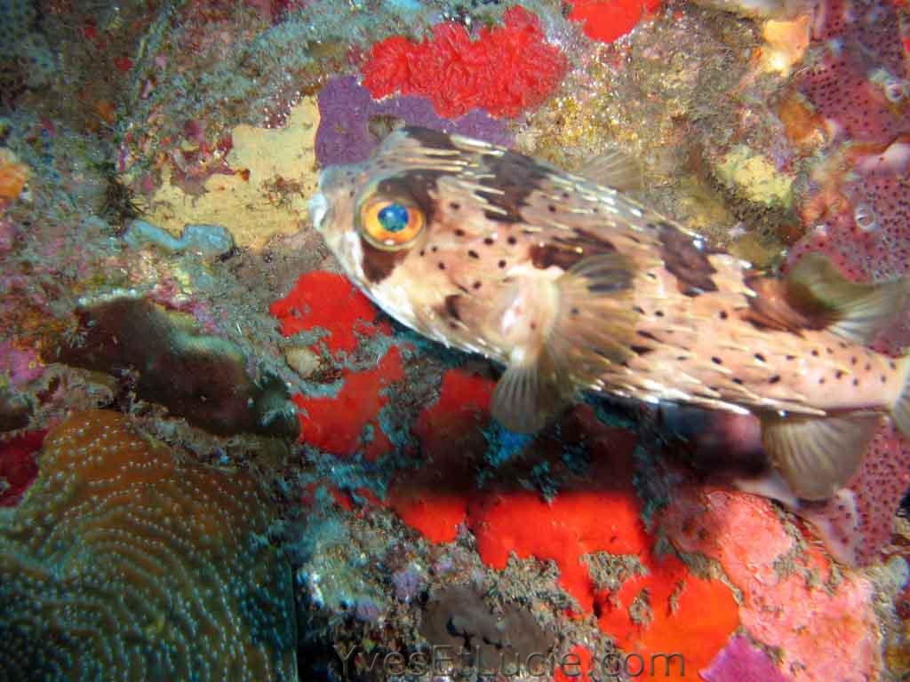 Balloonfish