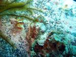 Scorpionfish