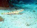 Inshore lizardfish