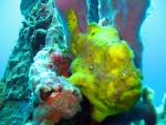 Longlure Frogfish