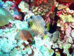 Smooth Trunkfish