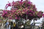 Bougainvillier