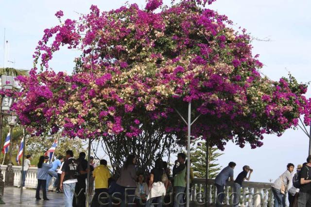 Bougainvillier