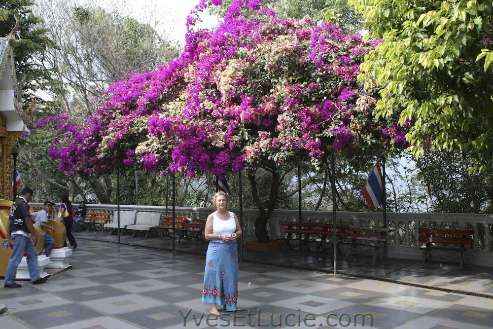 Lucie et son bougainvillier