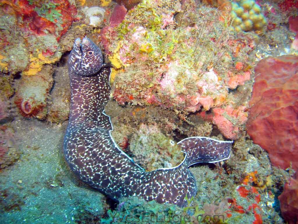 Spotted moray