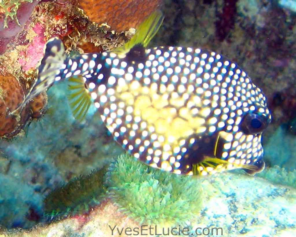 Smooth  Trunkfish