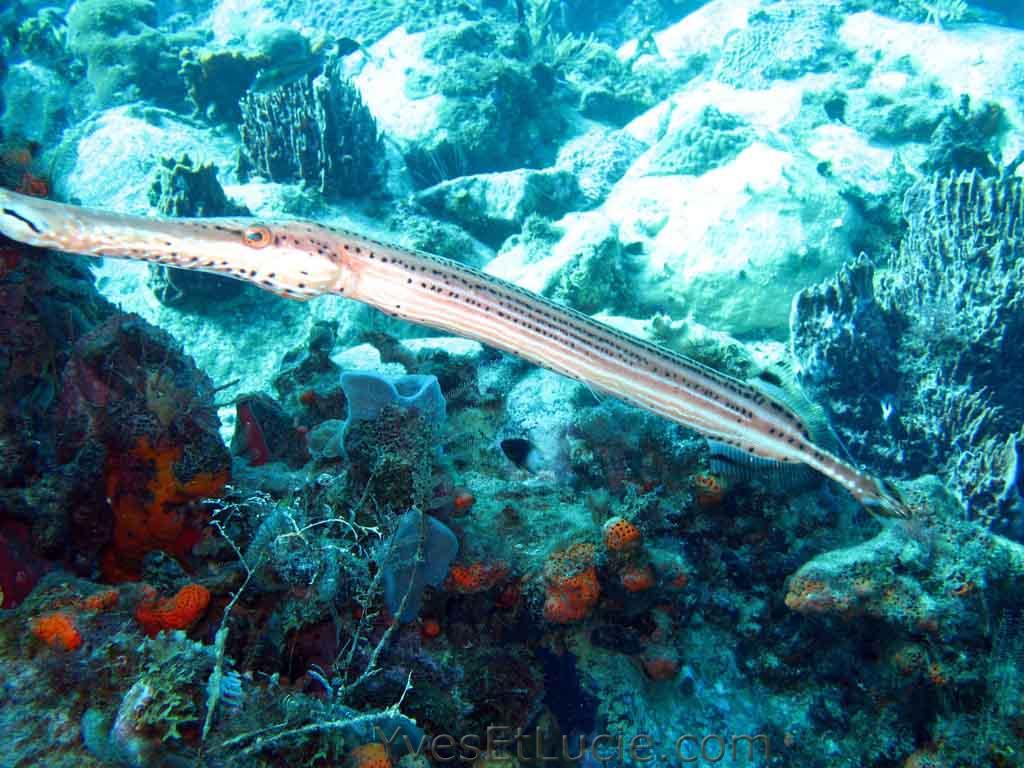 Trumpetfish