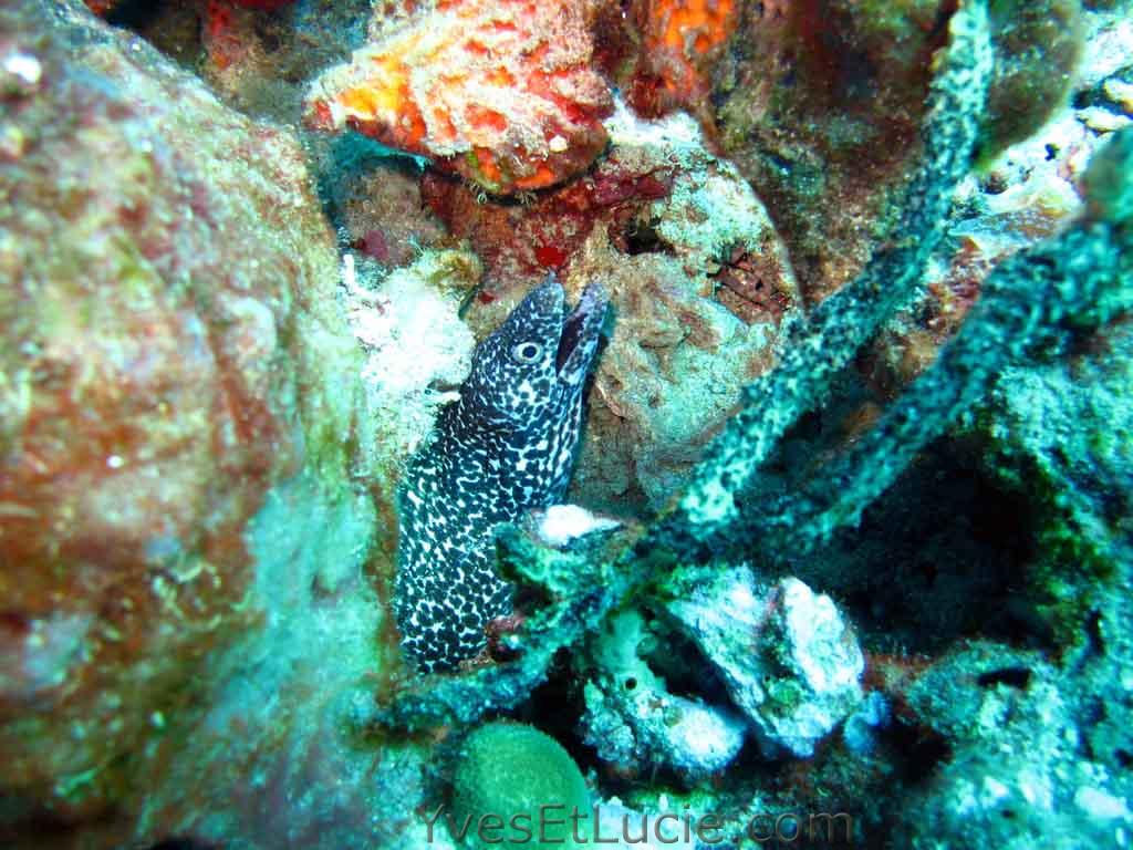 Spotted moray