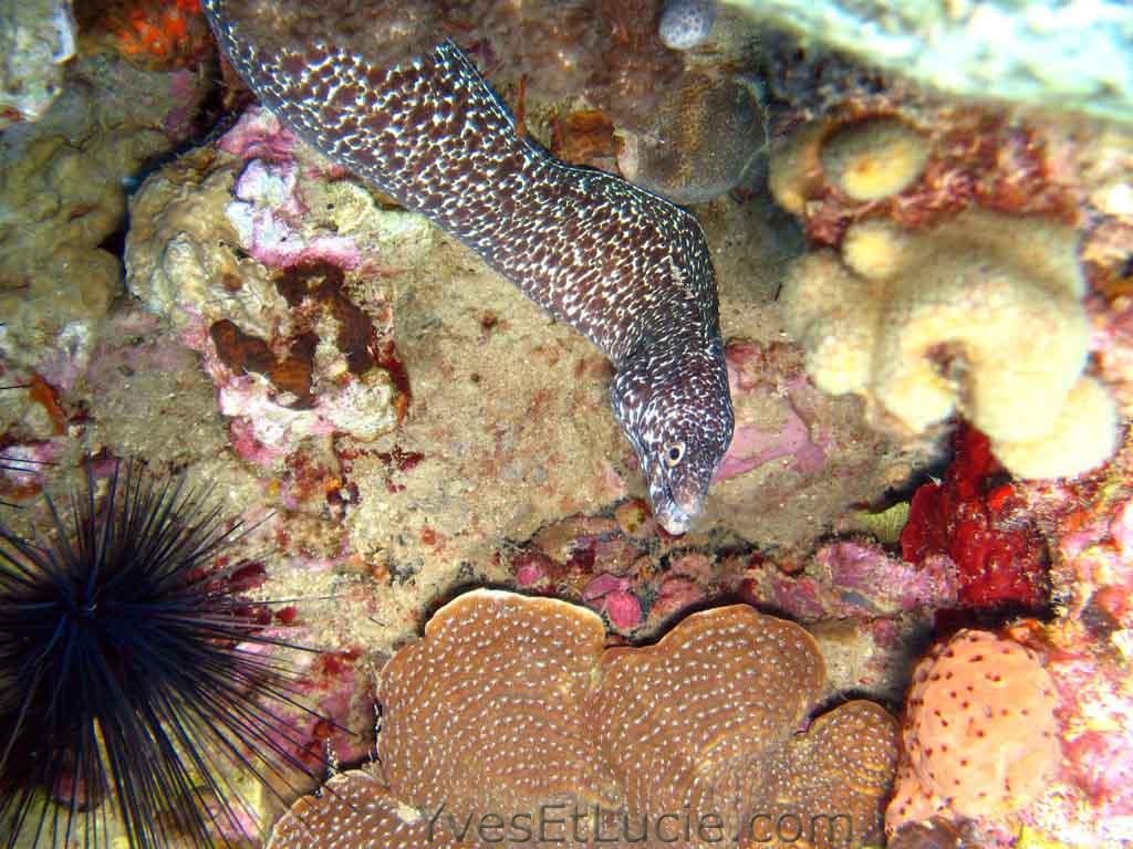 Spotted moray