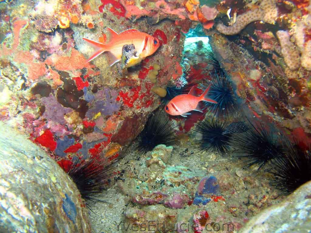 Trunkfish et blackbar soldierfish