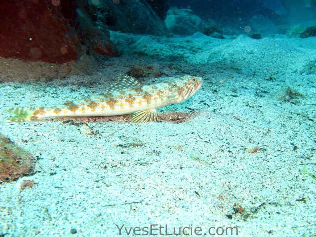 Inshore lizardfish